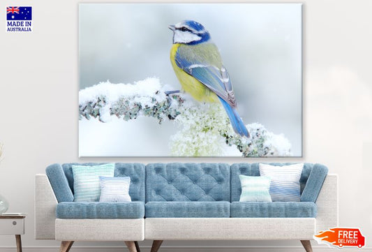 Blue Tit Bird on a Frozen Tree Branch Photograph Print 100% Australian Made