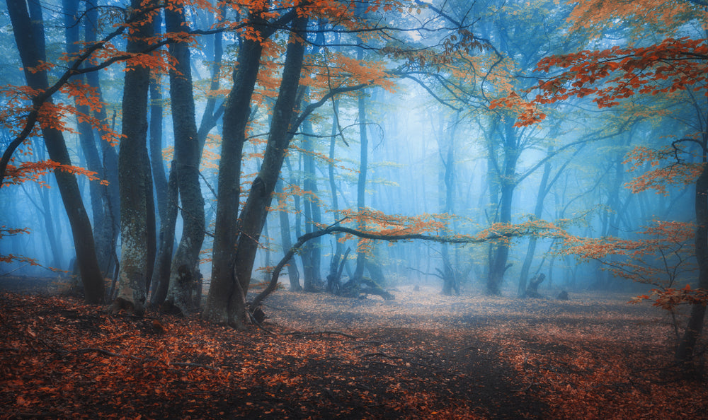 Misty Forest Photograph Print 100% Australian Made