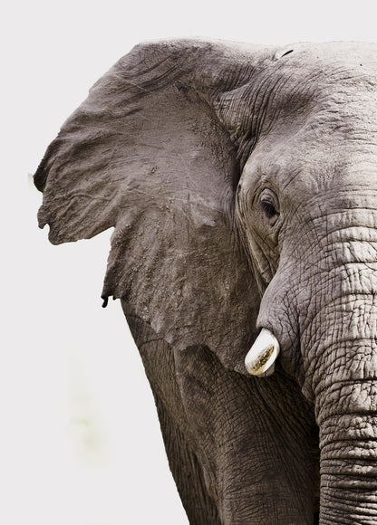 B&W Elephant Portrait Photograph Print 100% Australian Made