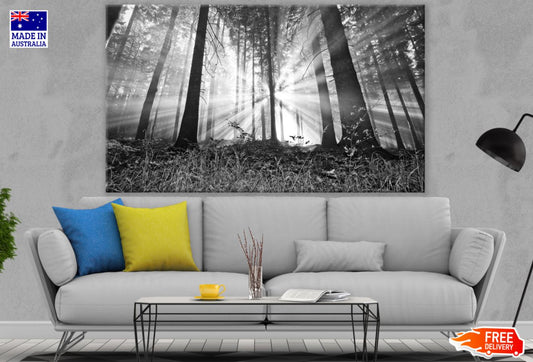 Sunrays Through Forest B&W Photograph Print 100% Australian Made