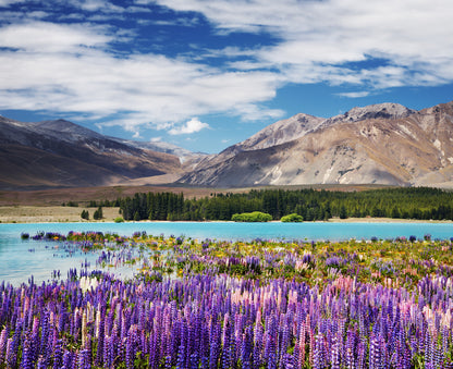 Stunning Mountain & Lake View with Flowers Photograph print 100% Australian Made
