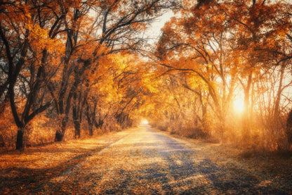Autumn Forest Sunset Scenery View Print 100% Australian Made