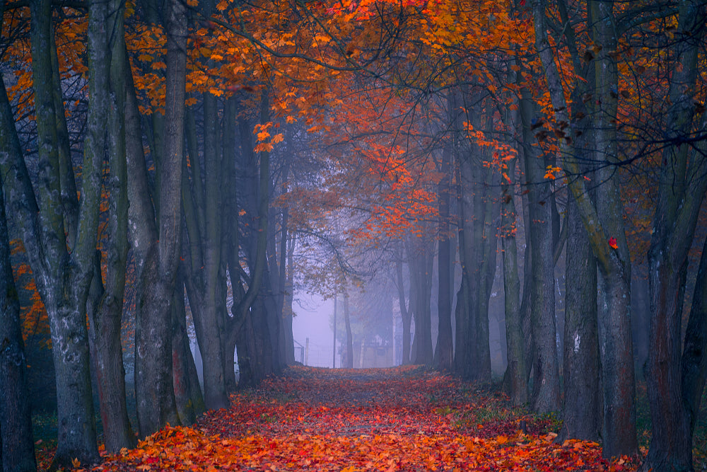 Autumn Misty Forest Photograph Home Decor Premium Quality Poster Print Choose Your Sizes