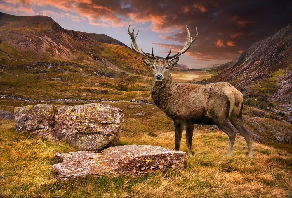 Red Deer Stag in Mountain Sunset Landscape Photograph Print 100% Australian Made