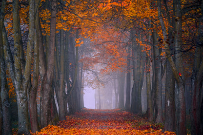 Autumn Misty Forest Photograph Home Decor Premium Quality Poster Print Choose Your Sizes