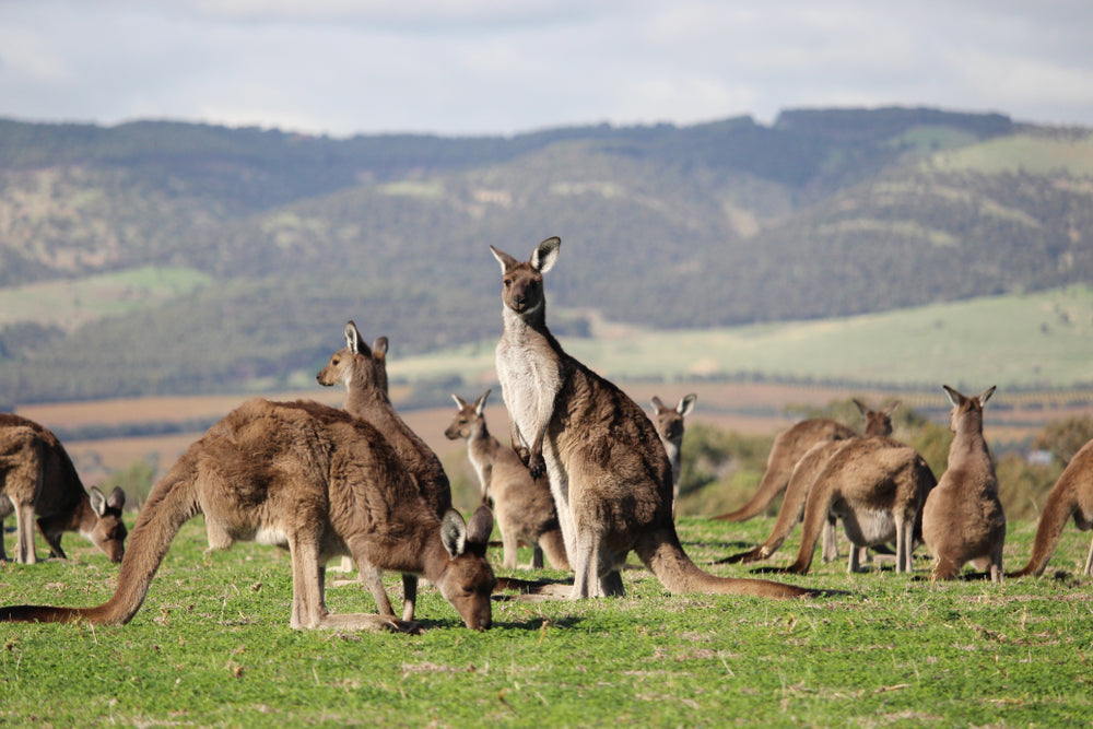 Herd of Kangaroos Photograph Print 100% Australian Made