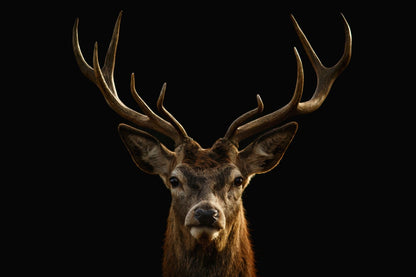 Deer Face Portrait Photograph Print 100% Australian Made