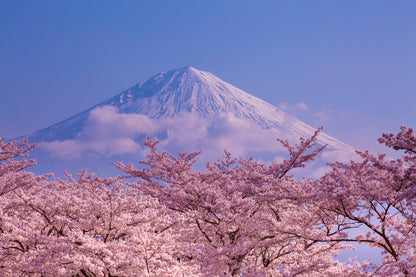 Trees & Mountain Scenery View Photograph Home Decor Premium Quality Poster Print Choose Your Sizes