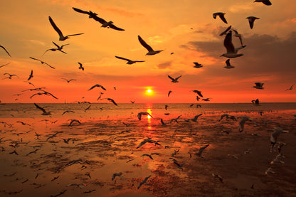 Birds Flying Over Beach at Sunset Photograph Print 100% Australian Made