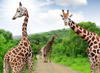 Giraffes Walking Photograph Print 100% Australian Made