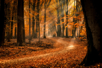 Autumn Forest Photograph Print 100% Australian Made