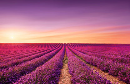 Lavender Field Scenery Photograph Print 100% Australian Made