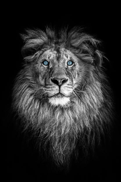 Black and white Lion Stunning Print 100% Australian Made