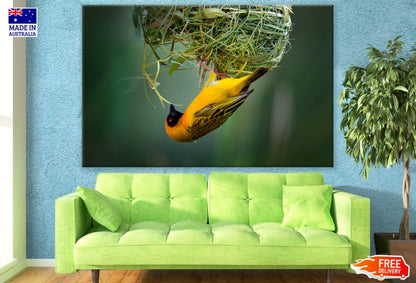 Yellow Bird Making a Nest Photograph Print 100% Australian Made