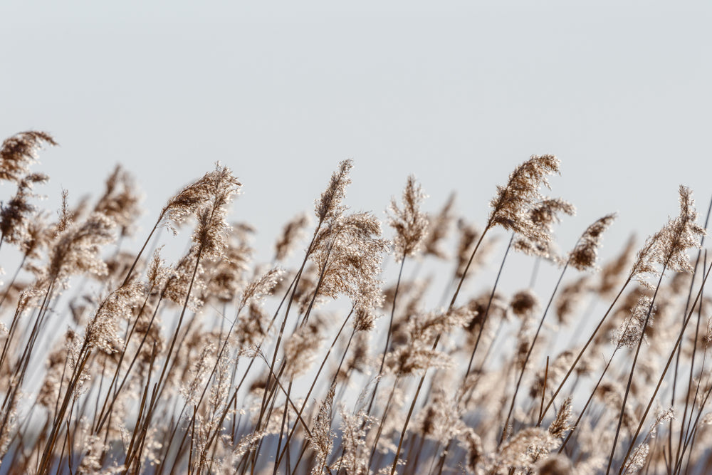 Stunning grass Nature Print 100% Australian Made