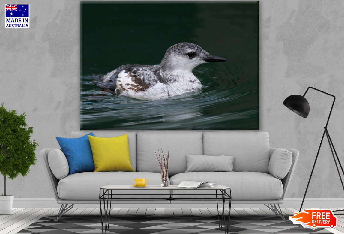 Black Guillemot Bird Photograph Print 100% Australian Made