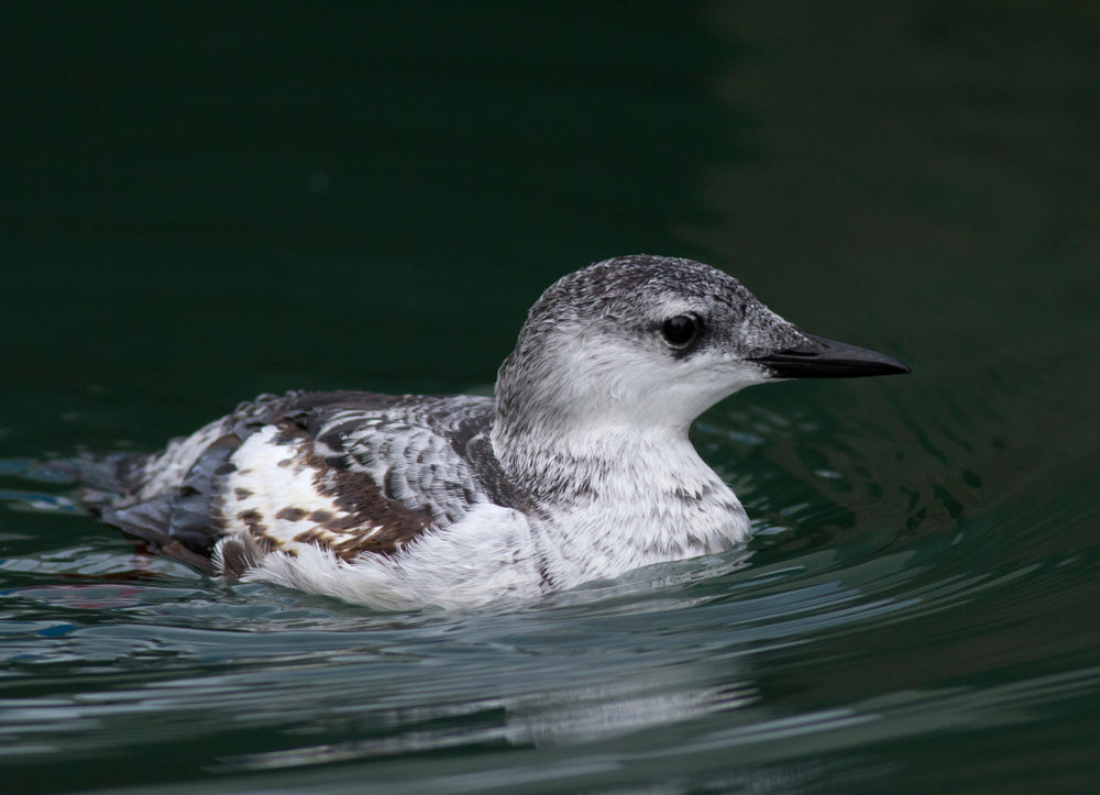 Black Guillemot Bird Photograph Print 100% Australian Made