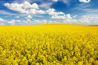 Yellow Flower Field Photograph Home Decor Premium Quality Poster Print Choose Your Sizes