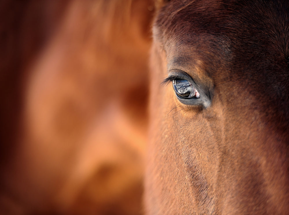 Horse Face Close up Portrait Photograph Print 100% Australian Made