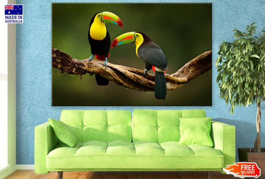 Keel-billed Toucan Bird on a Tree Photograph Print 100% Australian Made