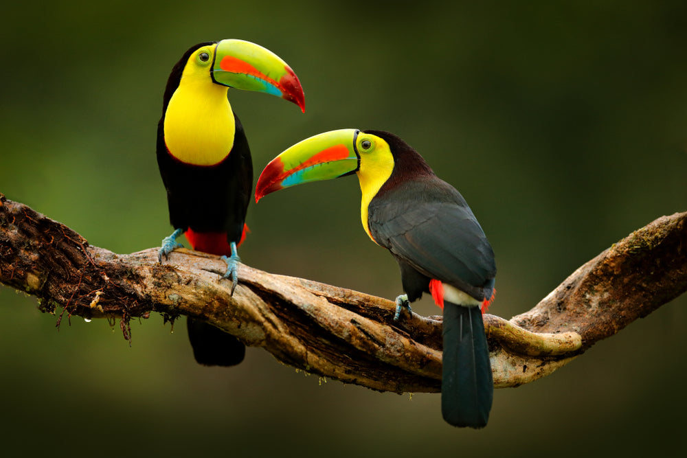 Toucan Bird on Tree Photograph Home Decor Premium Quality Poster Print Choose Your Sizes