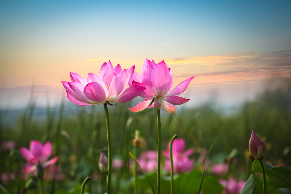 Lotus Flowers Closeup Photograph Home Decor Premium Quality Poster Print Choose Your Sizes