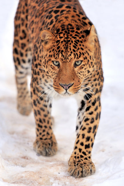 Leopard Walking Photograph Print 100% Australian Made