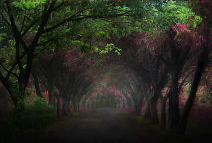 Dark Tree Tunnel Photograph Print 100% Australian Made