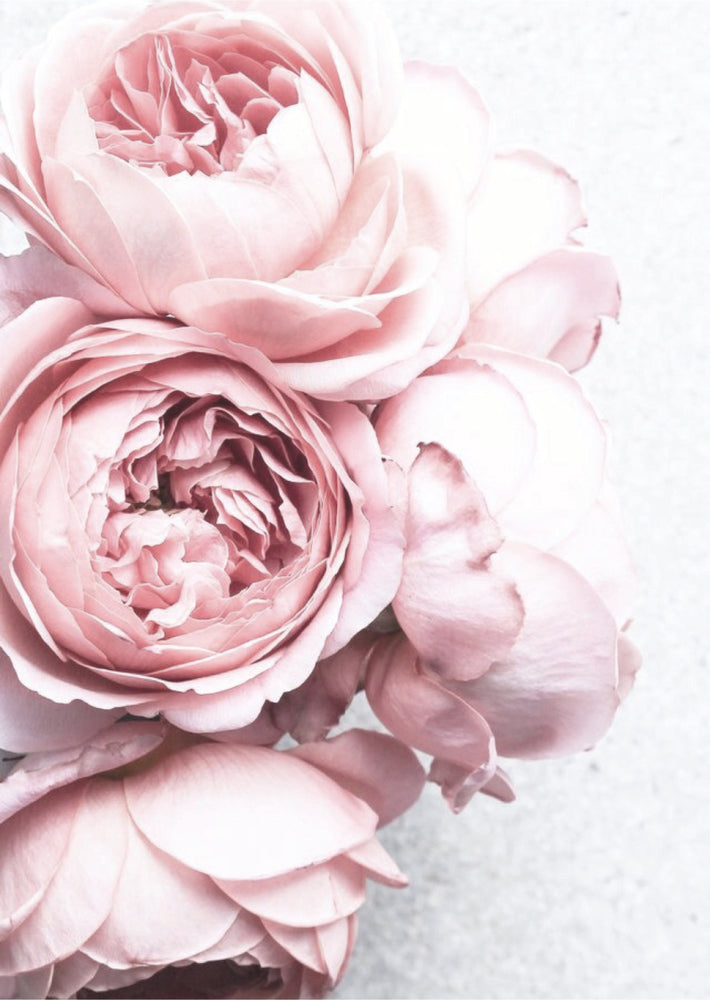 Pink Flowers Macro Photograph Home Decor Premium Quality Poster Print Choose Your Sizes