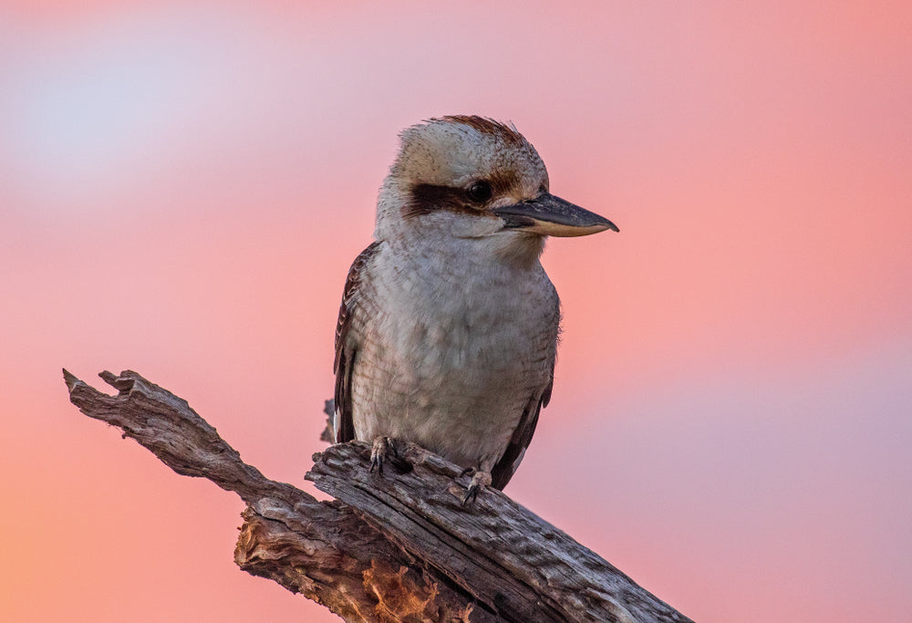 Kookaburra Bird on a Tree Scenery Photograph Home Decor Premium Quality Poster Print Choose Your Sizes