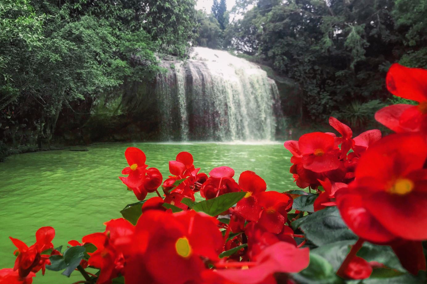 Red Flowers Near Waterfall Scenic Home Decor Premium Quality Poster Print Choose Your Sizes
