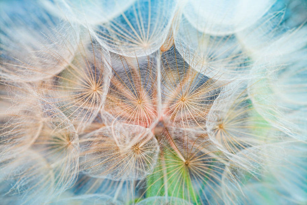 Dandelion Flowers Closeup Photograph Print 100% Australian Made