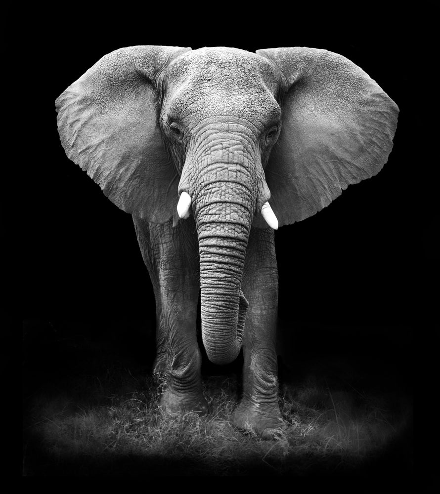 Elephant Walking B&W Photograph Print 100% Australian Made