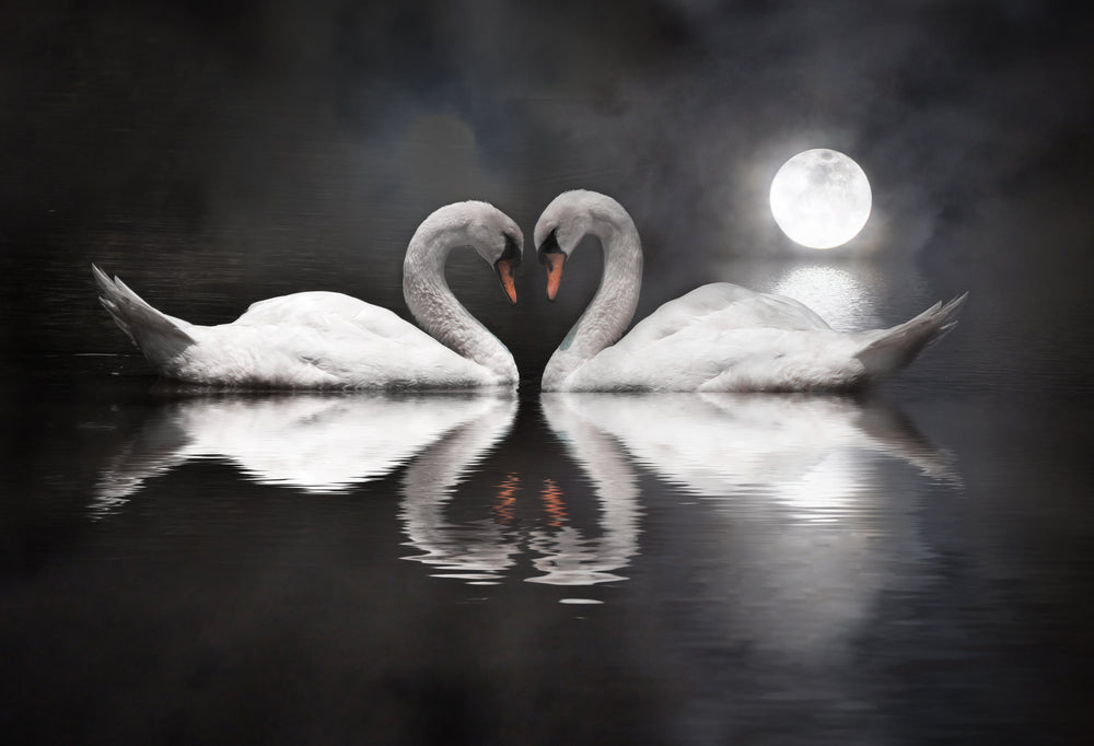 Swan Couple Night Photograph Print 100% Australian Made