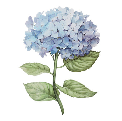 Square Canvas Hydrangea Floral Watercolor Painting High Quality Print 100% Australian Made