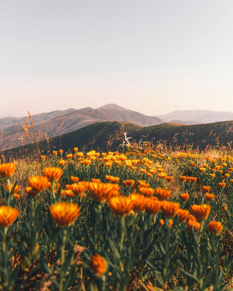 Orange Flower Field & Mountain View Photograph Print 100% Australian Made