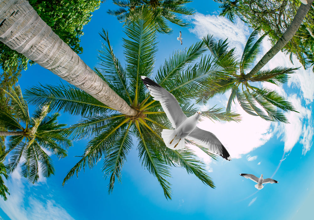 Coconut Trees & Birds Flying Photograph Print 100% Australian Made