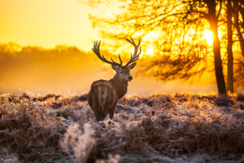 Reindeer Looking Back in Sunset Photograph Print 100% Australian Made