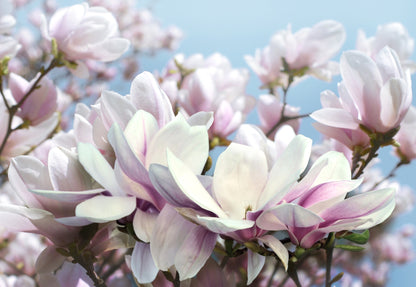 Pink & White Flowers Closeup View Print 100% Australian Made