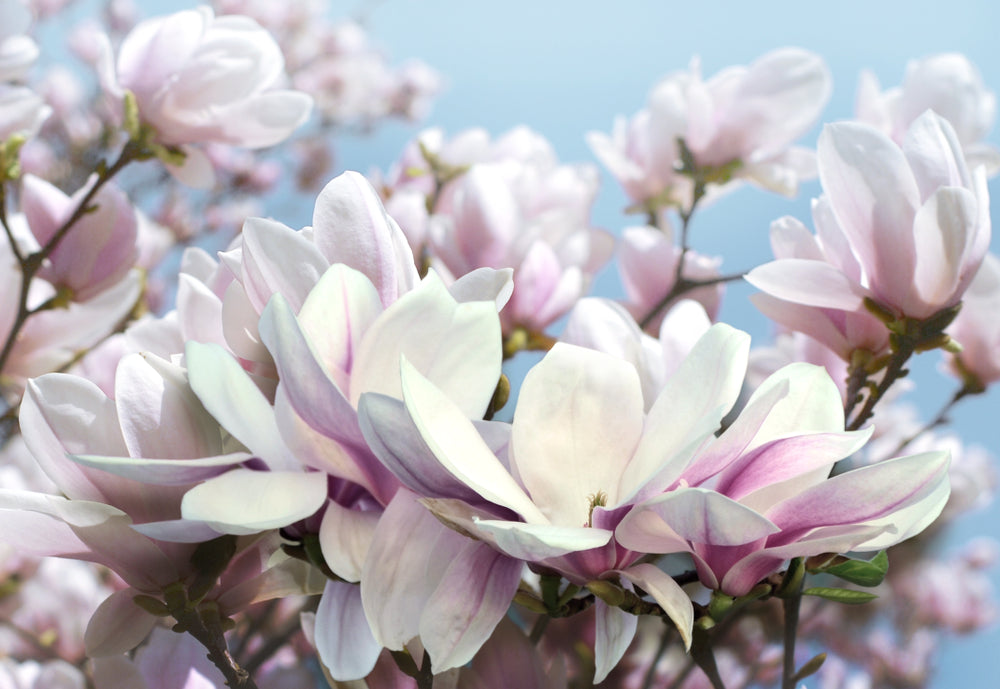 Pink Flower Tree Closeup Photograph Print 100% Australian Made