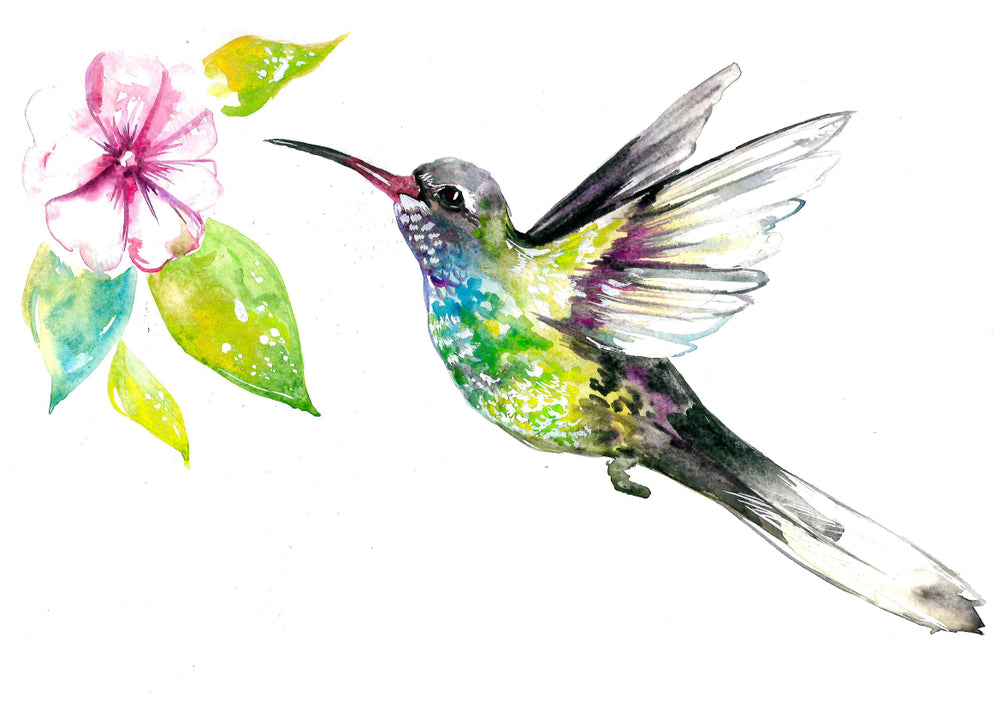 Humming Bird Drinking Nectar Painting Print 100% Australian Made