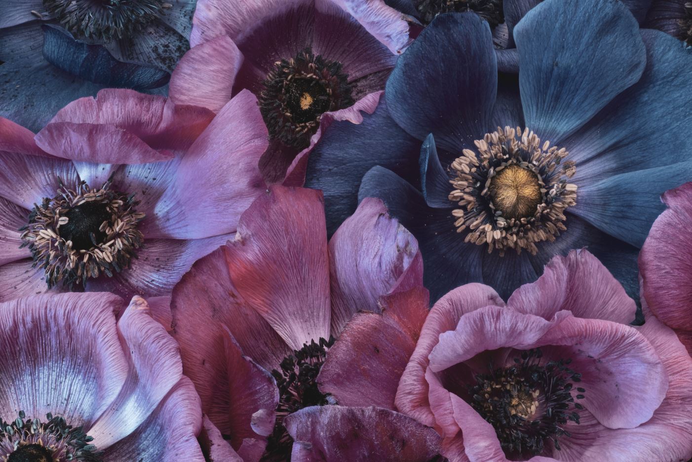 Flowers Closeup Photograph Print 100% Australian Made