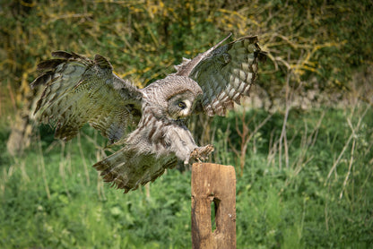Flying Owl Closeup Photograph Home Decor Premium Quality Poster Print Choose Your Sizes