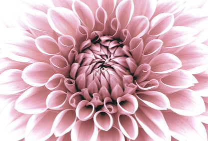 Pink Flower Macro Photograph Home Decor Premium Quality Poster Print Choose Your Sizes