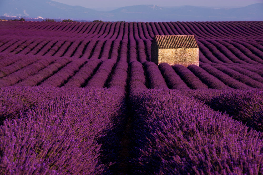 Lavender Field Scenery Photograph Home Decor Premium Quality Poster Print Choose Your Sizes