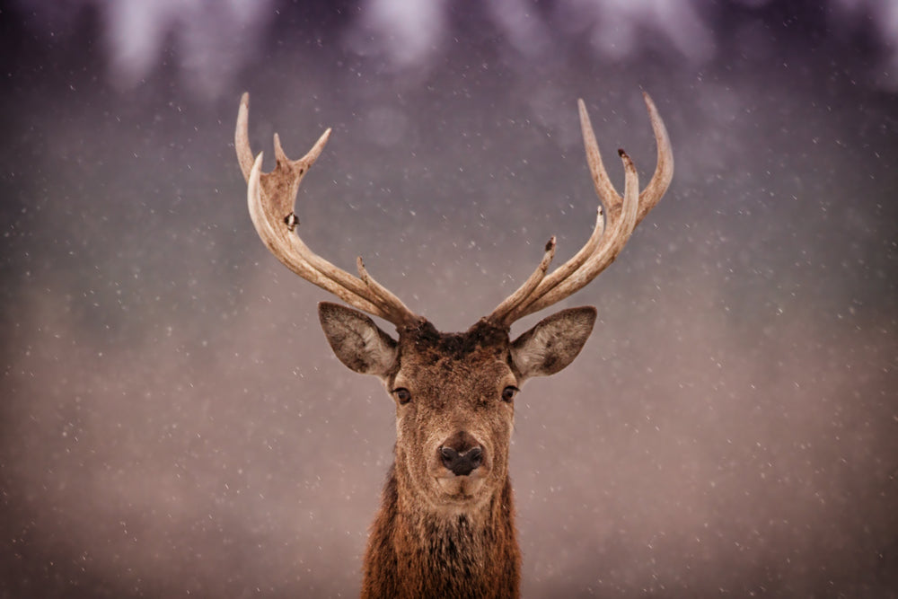 Deer Head Portrait Photograph Print 100% Australian Made