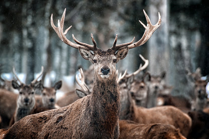 Reindeers Looking Photograph Print 100% Australian Made