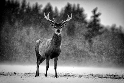 Reindeer B&W Snow Photograph Print 100% Australian Made