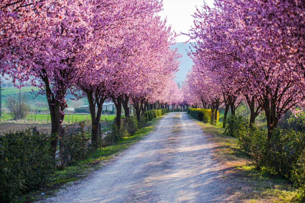 Blossom Trees Road Photograph Print 100% Australian Made