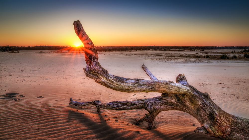 Dead Tree on Desert at Sunset Photograph Print 100% Australian Made